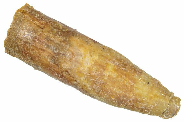 Bargain, Fossil Sauropod Dinosaur (Titanosaur) Tooth - Morocco #298654